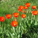 I znowu tulipany :) 