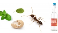 6 sposobów na mrówki spożywcze 
