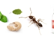 6 sposobów na mrówki spożywcze