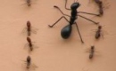 Jak pozbyć się mrówek z domu?
