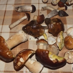 Grzybobranie z dzieckiem 